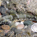 Krefft's Frillgoby - Photo (c) Sascha Schulz, some rights reserved (CC BY-NC), uploaded by Sascha Schulz