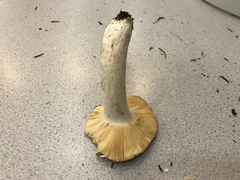 Russula mordax