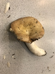 Russula mordax