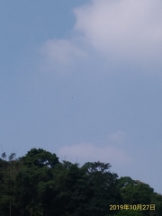 Spilornis cheela