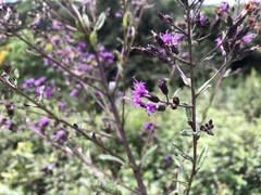 Vernonanthura serratuloides