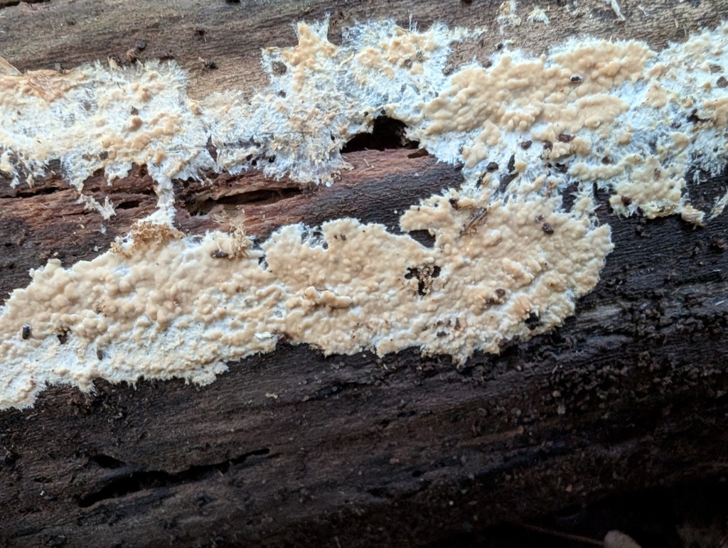 Phanerochaete sp. 'MI01'