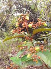 Byrsonima crassifolia