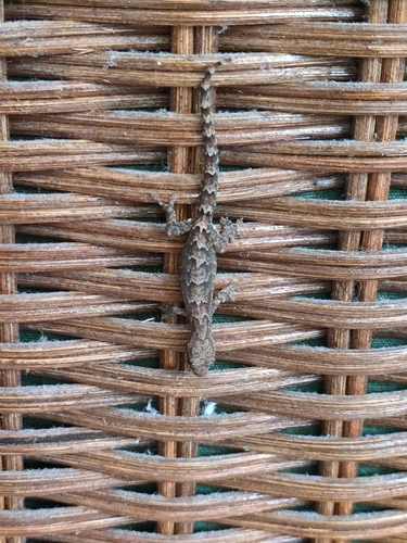 Lepidodactylus lugubris observed 2025-08-10
