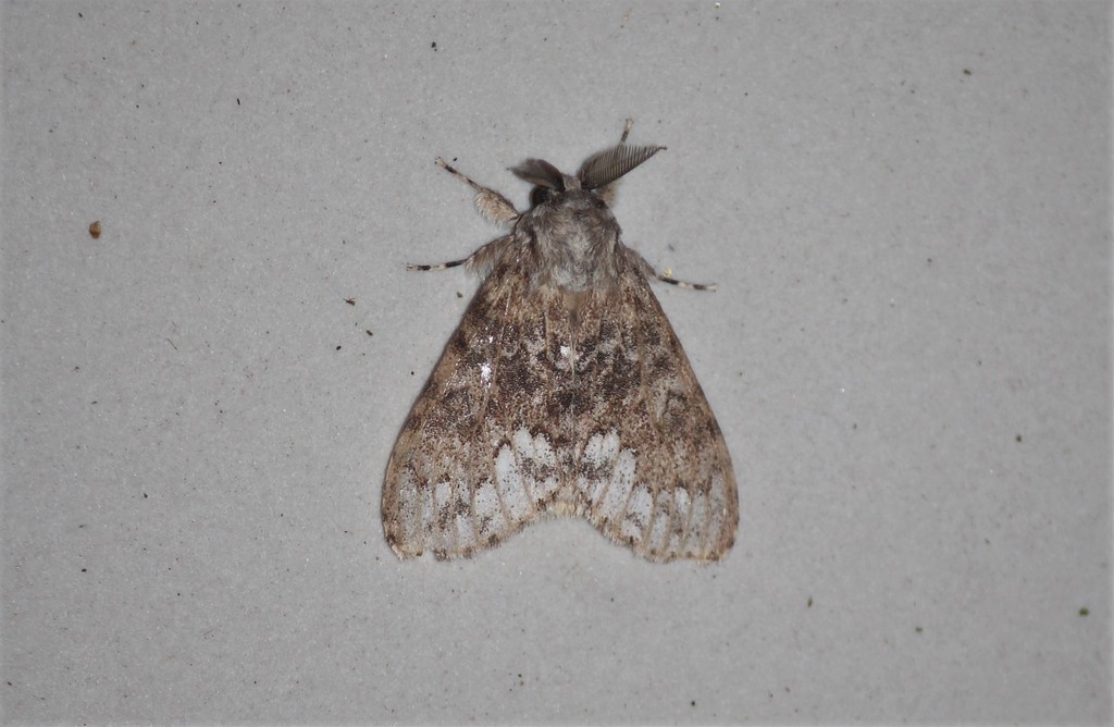 Lymantria haeuseri