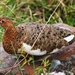 Ungava Willow Ptarmigan - Photo (c) Rachel Andres-Beck, some rights reserved (CC BY-NC), uploaded by Rachel Andres-Beck