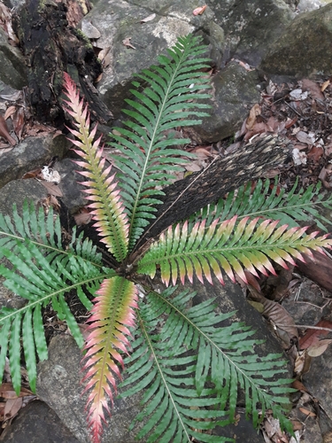 Dwarf Tree Fern (Oceaniopteris gibba)