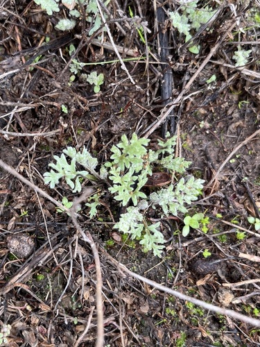 Dwarf bur ragweed (Ambrosia pumila)