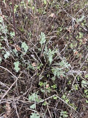 Ambrosia pumila, photograph (c) harrier, some rights reserved (CC BY)