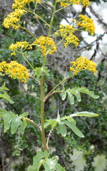 Roldana heracleifolia