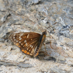 Chlosyne cyneas