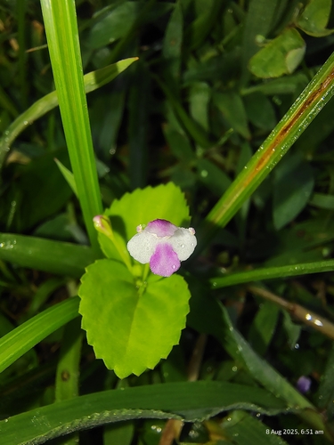 Craterostigma nummulariifolium observed 2025-08-08