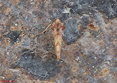 Pseudeva purpurigera