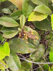 Davilla
