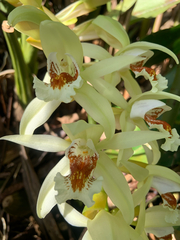 Coelogyne asperata, photograph (c) Nielbert Raner, some rights reserved (CC BY)