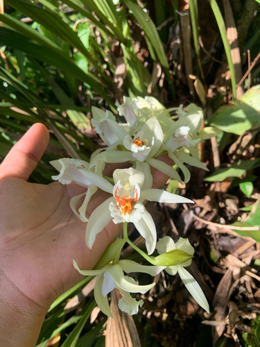 Coelogyne asperata, photograph 3