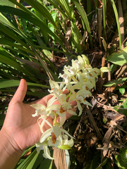 Coelogyne asperata, photograph (c) Nielbert Raner, some rights reserved (CC BY)