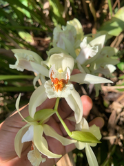 Coelogyne asperata, photograph (c) Nielbert Raner, some rights reserved (CC BY)