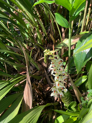Coelogyne asperata