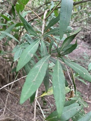 Pavetta lanceolata