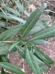 Pavetta lanceolata
