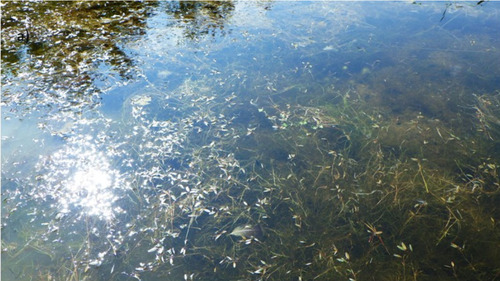 Snailseed pondweed (Potamogeton bicupulatus)