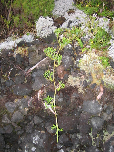 Madeira Clubmoss (Diphasiastrum madeirense)