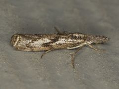 Agriphila biothanatalis