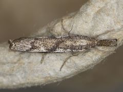 Agriphila biothanatalis