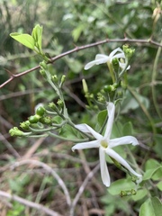 Jasminum fluminense fluminense