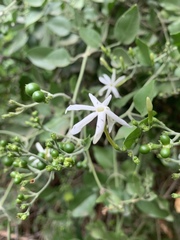 Jasminum fluminense fluminense