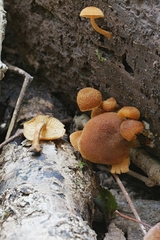 Phaeomarasmius proximans