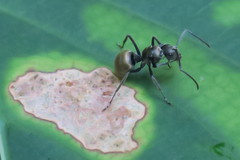 Polyrhachis illaudata