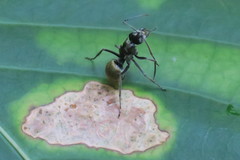 Polyrhachis illaudata