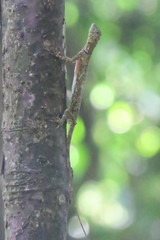 Draco quinquefasciatus