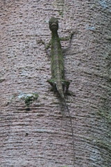 Draco quinquefasciatus