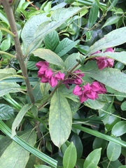 Clerodendrum fortunatum