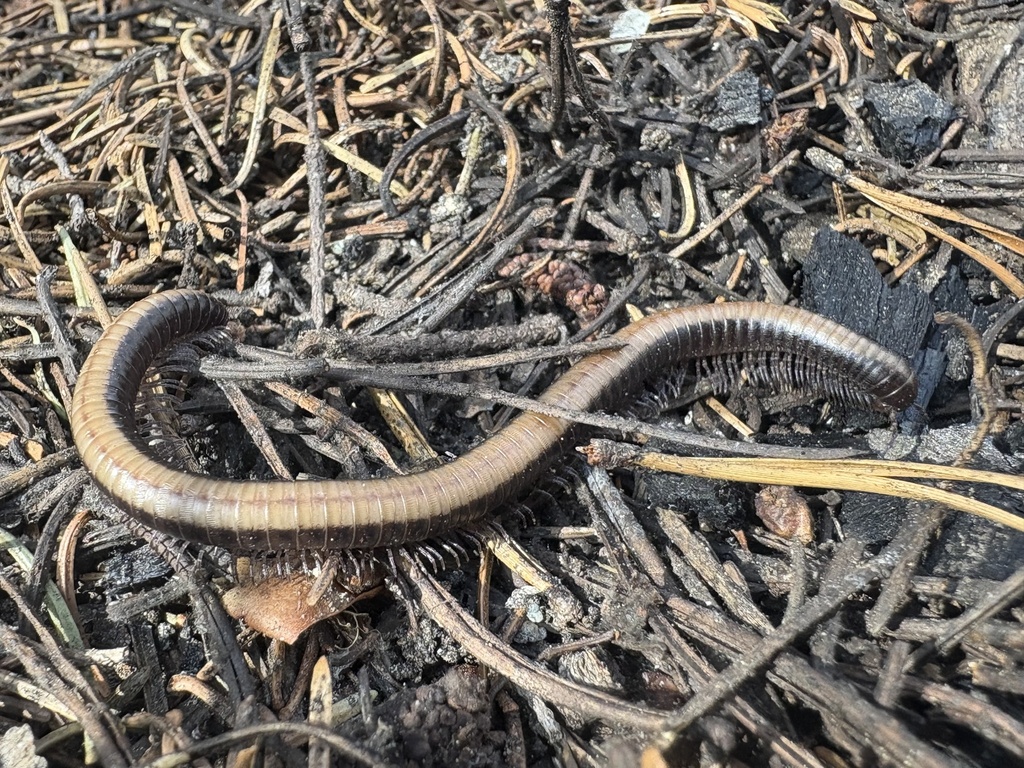 Californiulus dorsovittatus