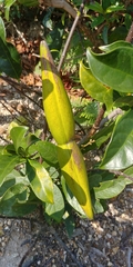 Strophanthus divaricatus
