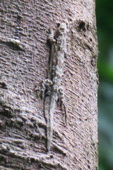 Hemidactylus craspedotus