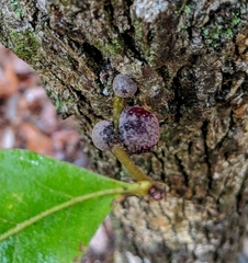 Kermesidae
