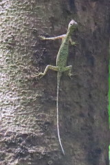 Draco melanopogon