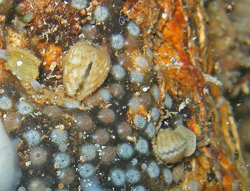 Cardita excisa, 2010-05-09