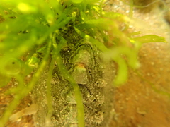 Acanthochitona zelandica