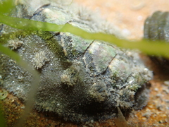 Acanthochitona zelandica