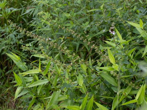 Stachys aspera, photograph 6