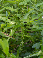 Stachys aspera, photograph (c) Alex Abair, some rights reserved (CC BY)