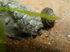 Acanthochitona zelandica