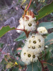 Eucalyptus marginata