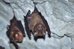 Hipposideros armiger terasensis